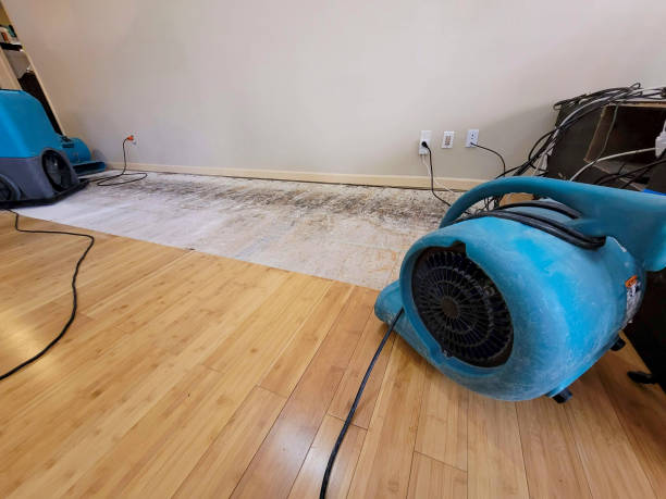 Professional Water Damage Repair technician working in Dennison, MN